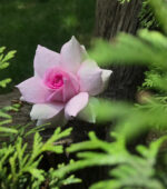 Pure Simplicity - Image 2