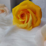 Sunny-Blush-presentation